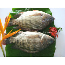 Tilapia entera congelada